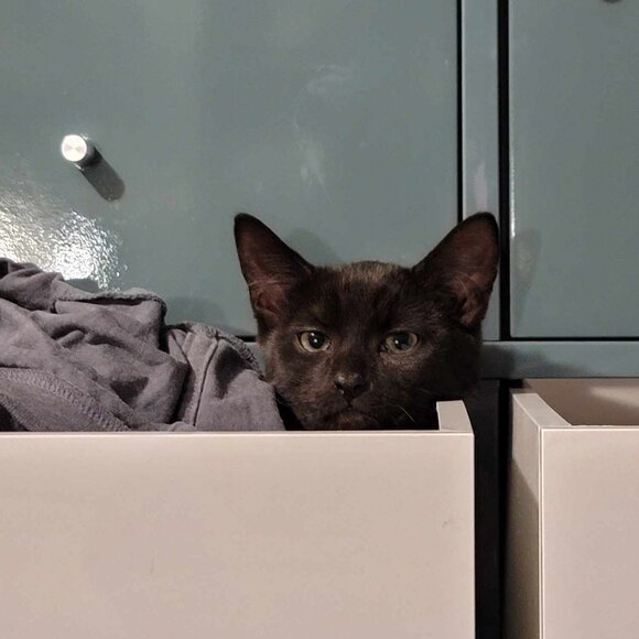 Meet your Posher, Traeic - Picture 4 of 16